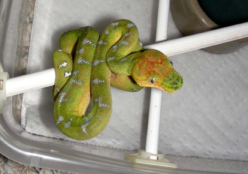 Emerald Tree Boa