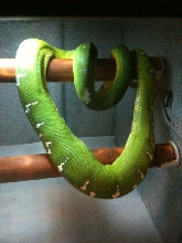 Gravid Emerald Tree Boa