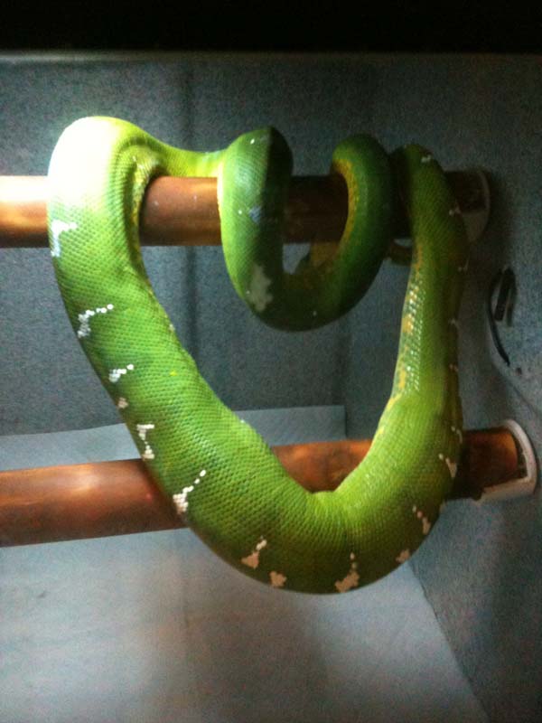 Gravid Emerald Tree Boa