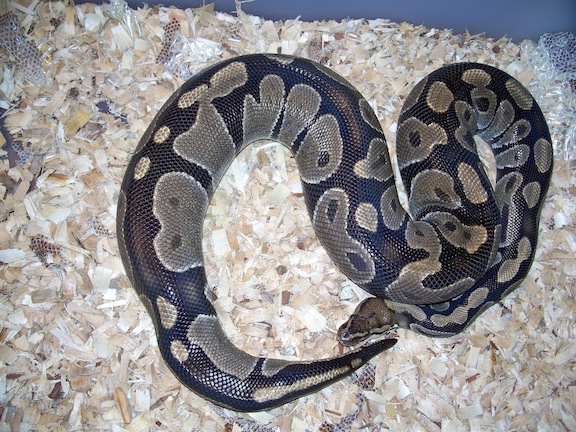 Ovulation