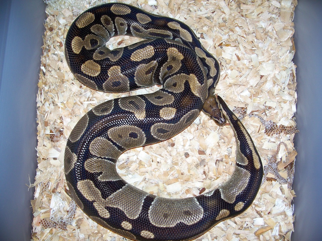 Ovulation
