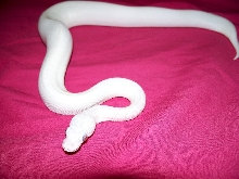 BEL