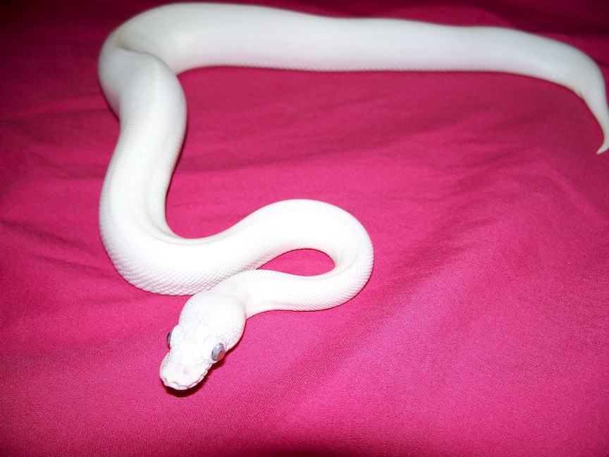 BEL
