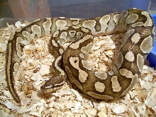 Lesser Het Axanthic