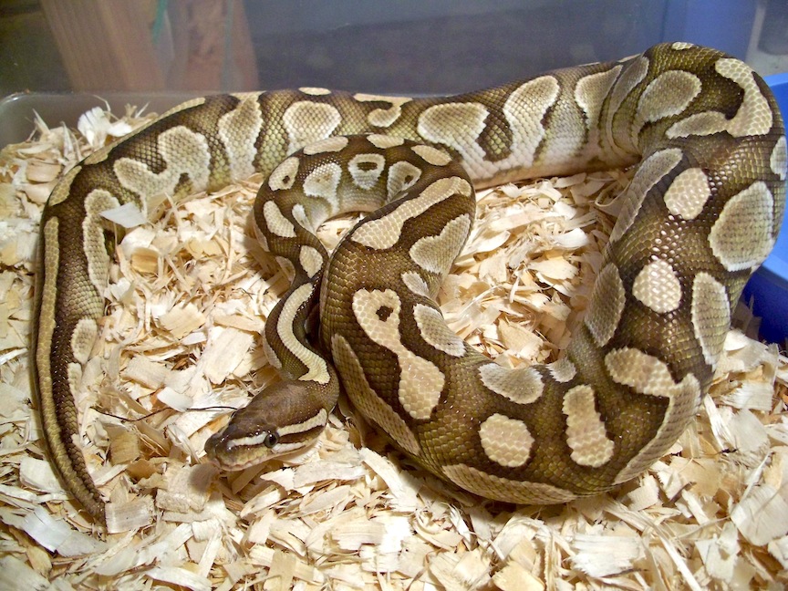 Lesser Het Axanthic