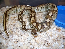 Lesser Het Axanthic