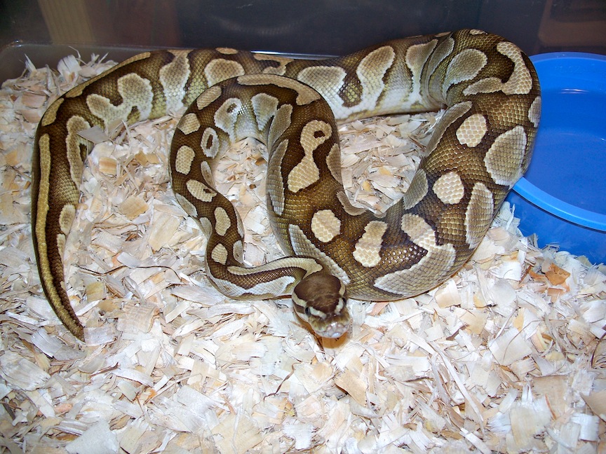 Lesser Het Axanthic