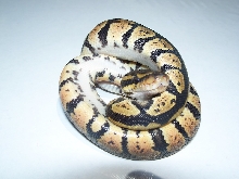 Granite D