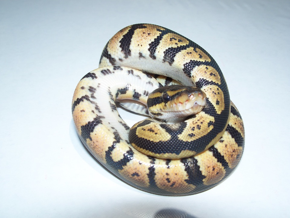 Granite D