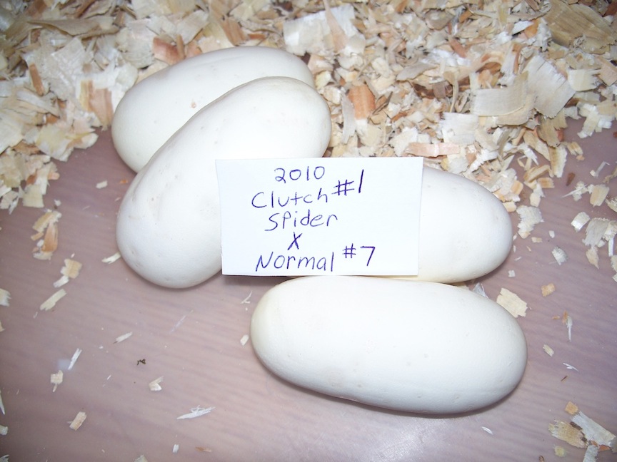 First clutch of 2010