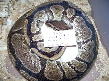 Granite