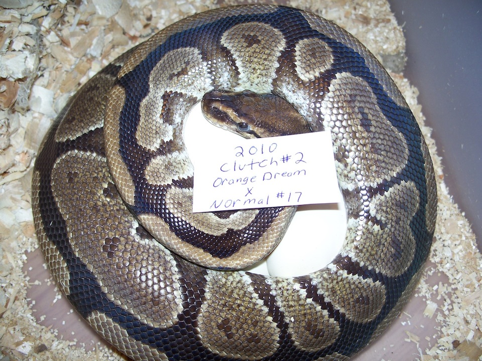 Granite