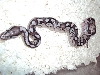 Lesser Ax male 1.2