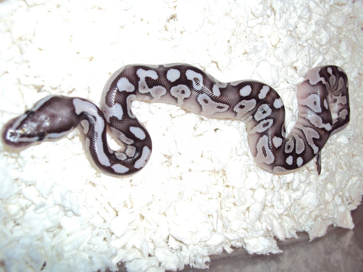 Lesser Ax male 1.2