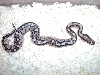 Lesser Ax male1.1