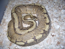 Spider Ovulation