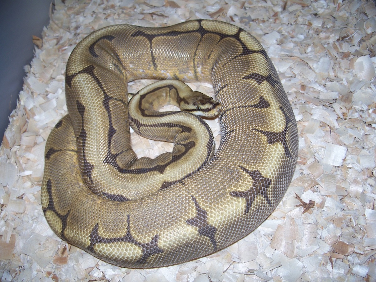 Spider Ovulation