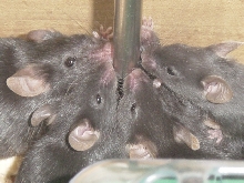 Black Mice
