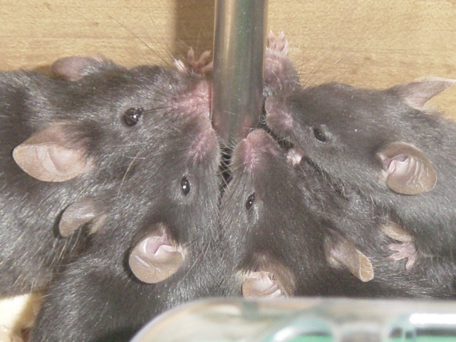 Black Mice