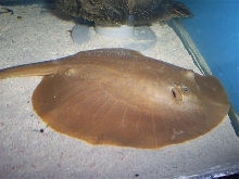 Stingray
