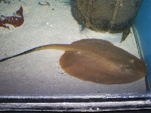 Stingray