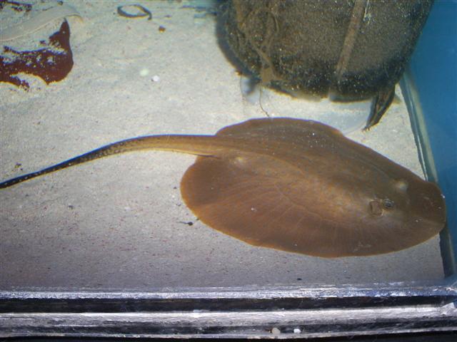 Stingray