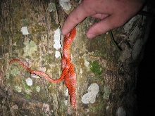 Mystery snake