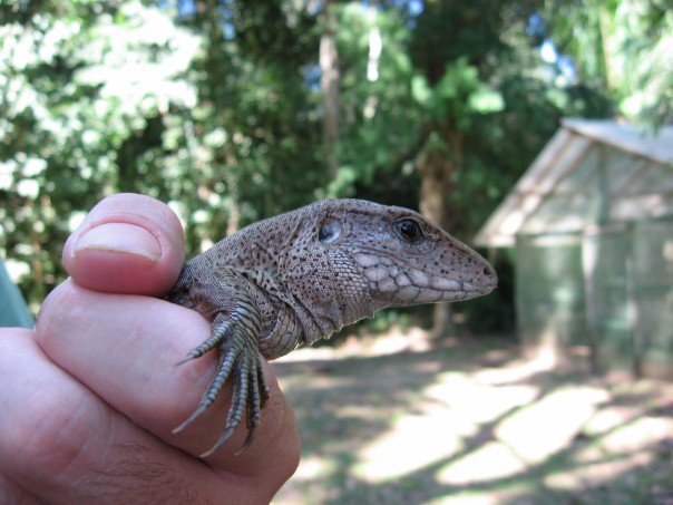 Lizard