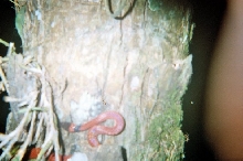 Mystery snake