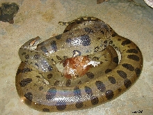 Eunectes murinus gigas - Venezuela