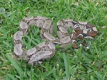 Venezuelan wild Boa constrictor constrictor