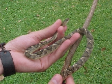 Leptodeira annulata