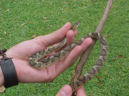 Leptodeira annulata