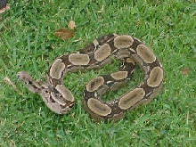 Venezuelan Boa c. constrictor