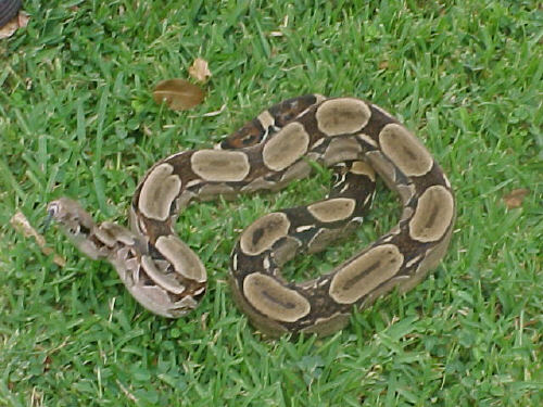 Venezuelan Boa c. constrictor
