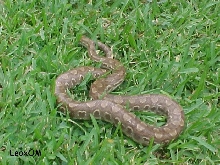 Epicrates cenchria ssp.