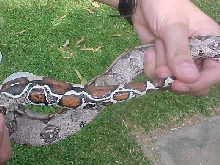 Venezuelan wild Boa c. constrictor