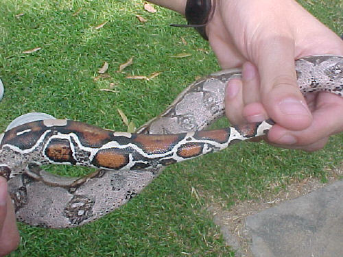 Venezuelan wild Boa c. constrictor