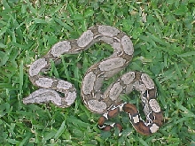 Venezuelan wild Boa c. constrictor