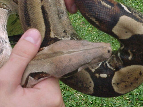 Venezuelan Boa c. constrictor
