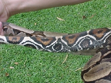 Venezuelan Boa c. constrictor