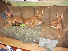 My trio