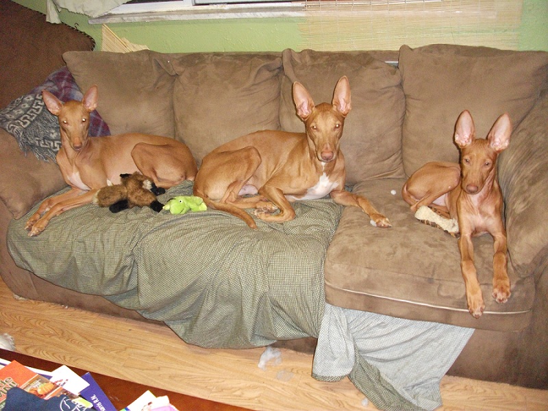 My trio