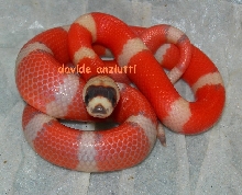 Super vanishing hypo_1
