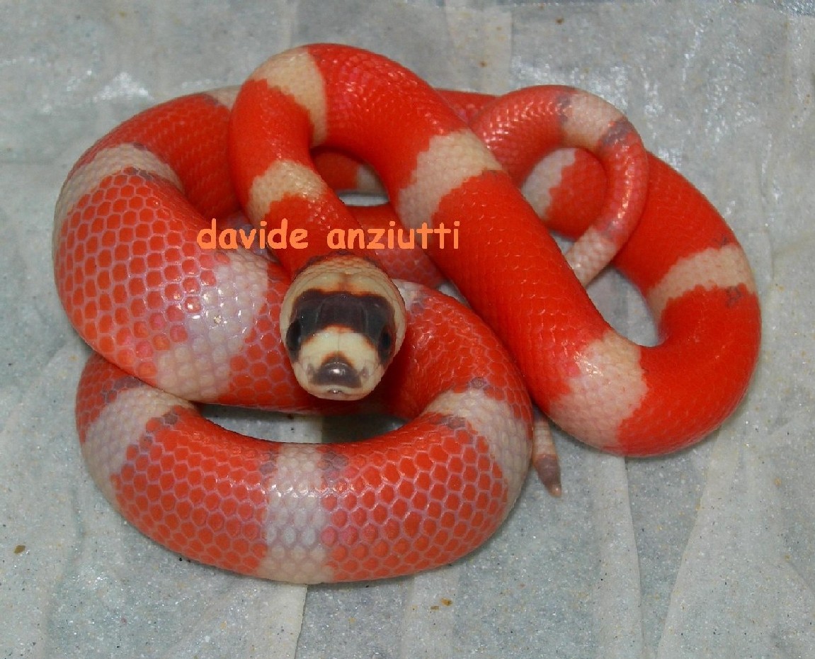 Super vanishing hypo_1