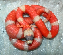 Super Vanishing hypo_2