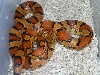 female oketee 1