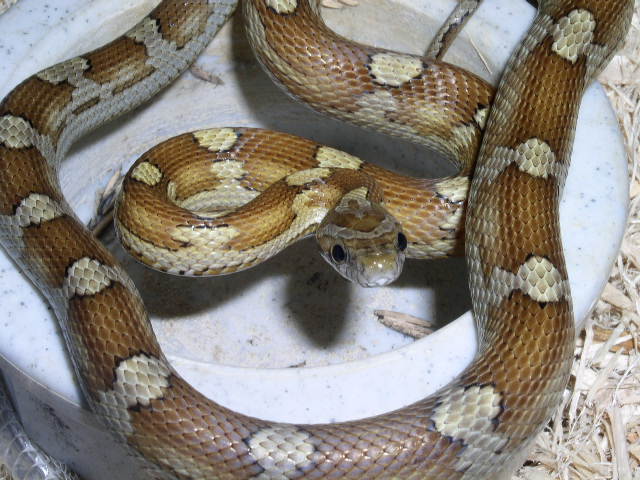 darker carmel motley