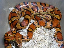 female oketee