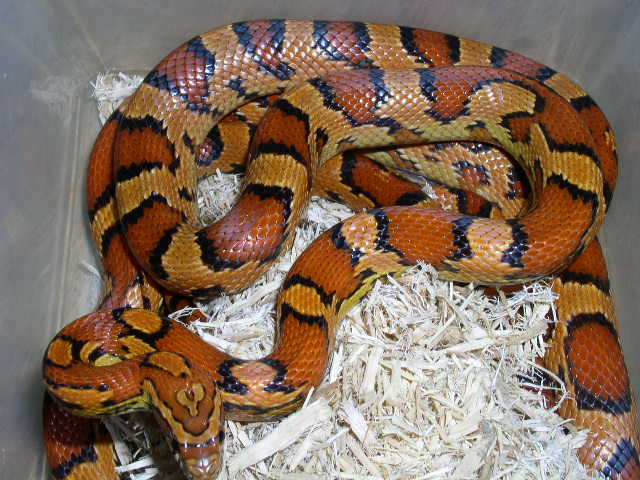 female oketee